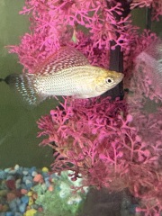 Fish Rescue, Please Help!