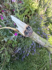 Tree damage - disease/lightning or something else?