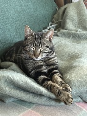 OMG my visitor cat was actually a stray cat and is going to become officially mine - I have questions!  And he needs a name