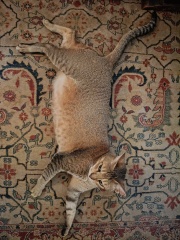 My cat is melting and running down the arm of the sofa.