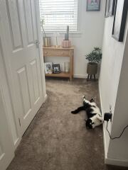 This is a picture of my cat. Where is a picture of your cat?