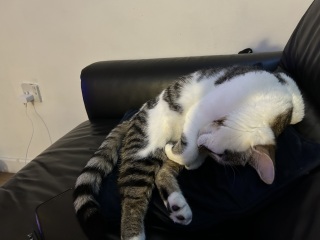 Is this a known cat pose or is mine just a (beautiful) weirdo?