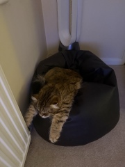 Is this a known cat pose or is mine just a (beautiful) weirdo?