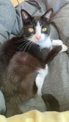 How to help my cat now his sibling is no longer with us?
