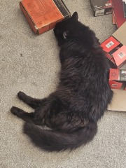 My cat is melting and running down the arm of the sofa.