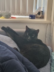 Is this a known cat pose or is mine just a (beautiful) weirdo?