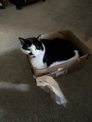 This is a picture of my cat. Where is a picture of your cat?