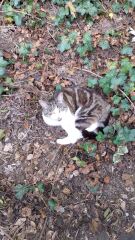 Tabby stays out most of the day in the heat
