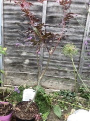 Acer advice