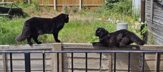 Get A Compass! The Excellent Cats embrace a new rallying cry