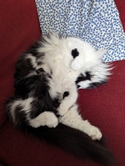 This is a picture of my cat. Where is a picture of your cat?