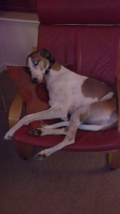 Are we too old to rescue an 8-year-old lurcher?