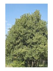 Neighbour’s request to trim a shrub on the boundary