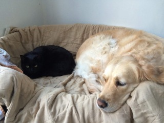 Dog breeds with low prey drive to live with an indoor cat