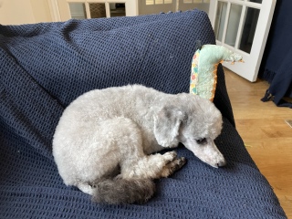 Cockapoo or Cavapoo