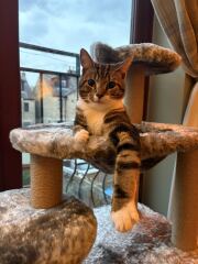 Is this a known cat pose or is mine just a (beautiful) weirdo?