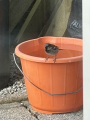 Reminder to leave out fresh water for garden wildlife in hot weather