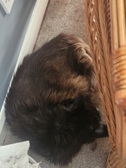 My cat is melting and running down the arm of the sofa.