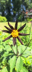 First time growing dahlias in pots, is it too early for flowers?