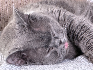 This is a picture of my cat. Where is a picture of your cat?