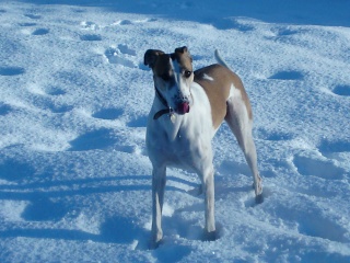 Are we too old to rescue an 8-year-old lurcher?
