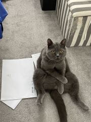 Is this a known cat pose or is mine just a (beautiful) weirdo?