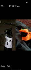 Get A Compass! The Excellent Cats embrace a new rallying cry