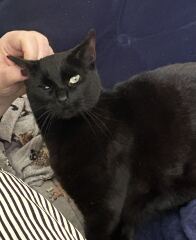 This is a picture of my cat. Where is a picture of your cat?
