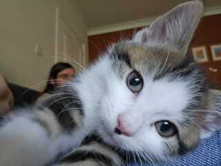 Kitten names needed, warning Kitty Porn!