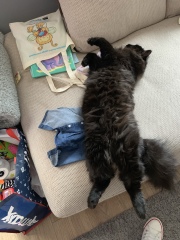 This is a picture of my cat. Where is a picture of your cat?
