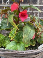 Bergonia not what was advertised on Farmer Gracy