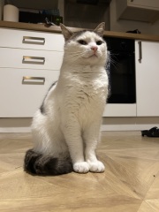 This is a picture of my cat. Where is a picture of your cat?