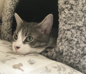 This is a picture of my cat. Where is a picture of your cat?