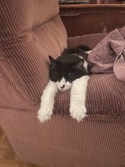 Is this a known cat pose or is mine just a (beautiful) weirdo?