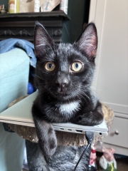 Cat introductions