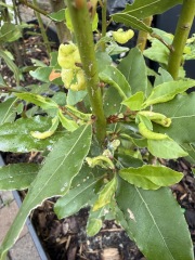 New bay leaf leaves distorted and how to reduce cutter ant or bee damage?