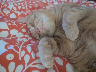 This is a picture of my cat. Where is a picture of your cat?