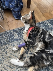 Worries about post op kitten