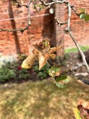 What’s happening with my apple tree?