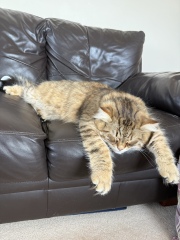 Is this a known cat pose or is mine just a (beautiful) weirdo?
