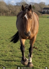 What are your 2026 Horsey Plans?