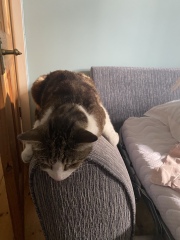Tabby stays out most of the day in the heat