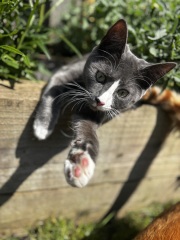 This is a picture of my cat. Where is a picture of your cat?