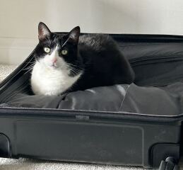 How to help my cat now his sibling is no longer with us?