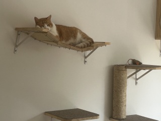 Molten cats