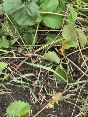 What have you done in the garden today? Part 9