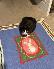 This is a picture of my cat. Where is a picture of your cat?