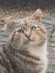 OMG my visitor cat was actually a stray cat and is going to become officially mine - I have questions!  And he needs a name