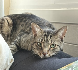 This is a picture of my cat. Where is a picture of your cat?