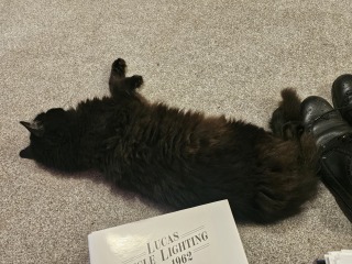 Get A Compass! The Excellent Cats embrace a new rallying cry